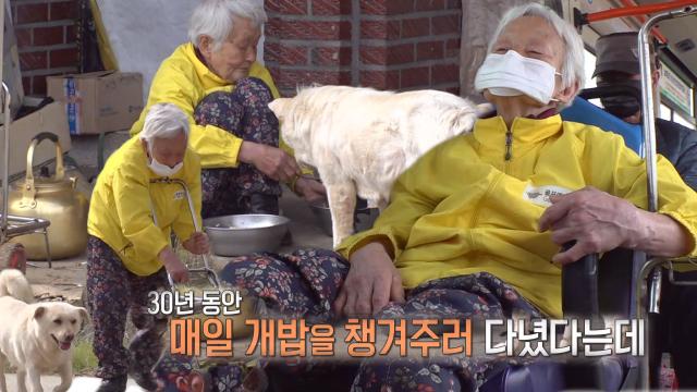 30년간 매일 버스 타고 개 만나러 가는 할머니