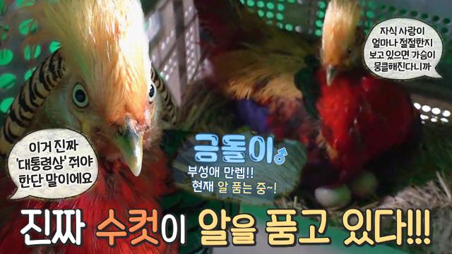 부성애 만렙! 알 품는 ‘수컷’ 금계 금돌이!