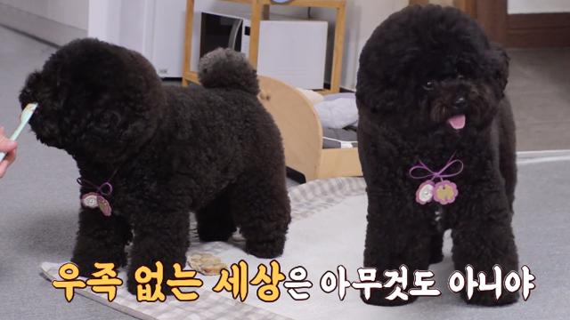 미니 푸들 ‘제이든’의 못 말리는 우족 사랑!