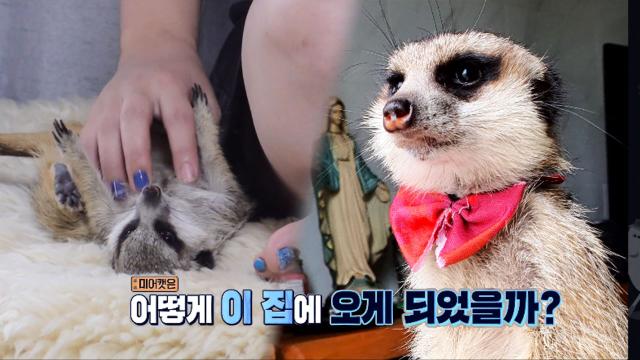 미어캣은 임시보호 중! 애교만점 미어캣 도치