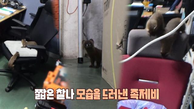 사무실을 쑥대밭으로 만든 침입자 족제비!