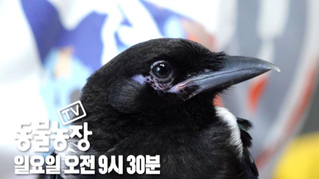 [10월 2일 예고] 아인슈타인도 놀랄 지니어스 까치 ‘까봉이’ 등장!