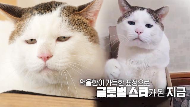 TV 동물농장 : 표정 하나로 억울함 가득, 냥플루언서 고양이 ‘억울이’ : SBS