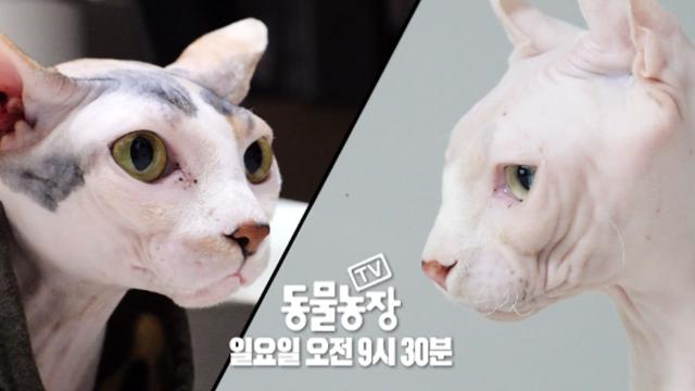 [4월 16일 예고] 일촉즉발의 상황, 2023 스핑크스 대전쟁!