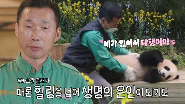 ‘행복을 주는 보물’ 푸바오, 많은 이의 행복이 되어준 고마운 존재♥