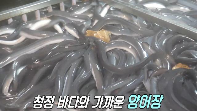 생방송 투데이 : 강화도 쑥으로 키우는 친환경 장어 양어장↗ : SBS