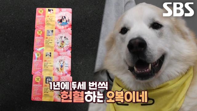70여 마리의 새 생명 구한 헌혈견 ‘오복이네’