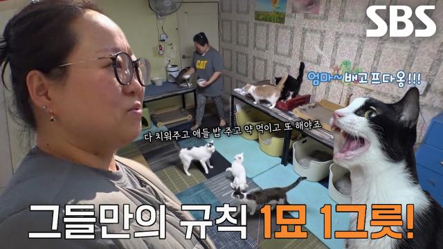 정성 가득! 140마리 고양이 엄마의 하루 일상